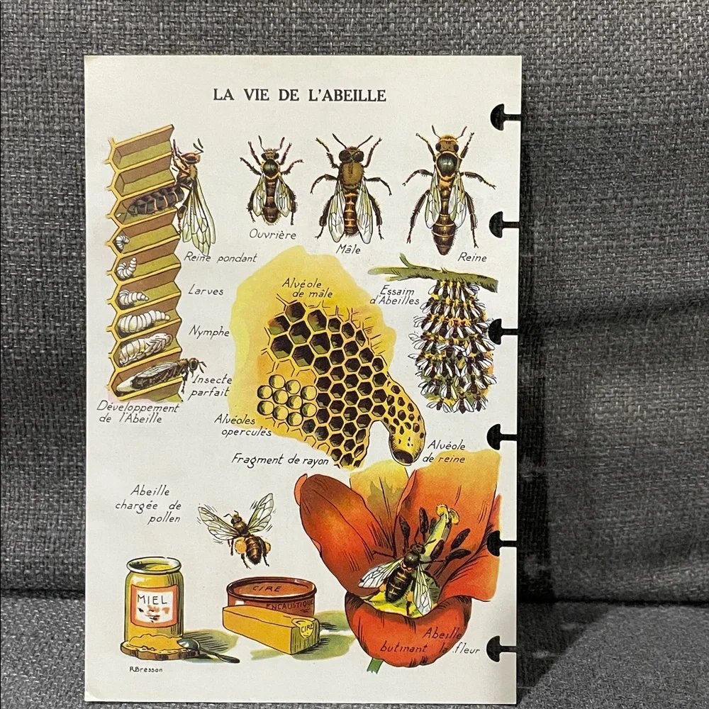 Mushroom and Honey Bee Comb TUL double sided